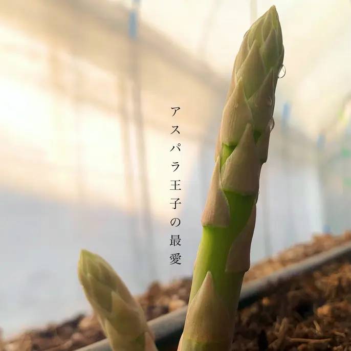 アスパラ王子の【L】1kg さぬきのめざめ