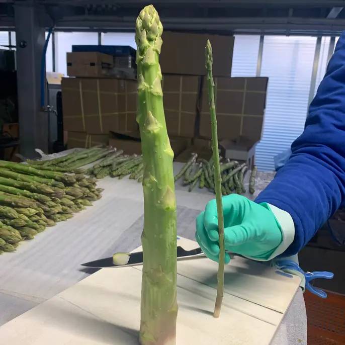 さぬきのめざめ1kg (L-3L混合入り) アスパラヒーロー