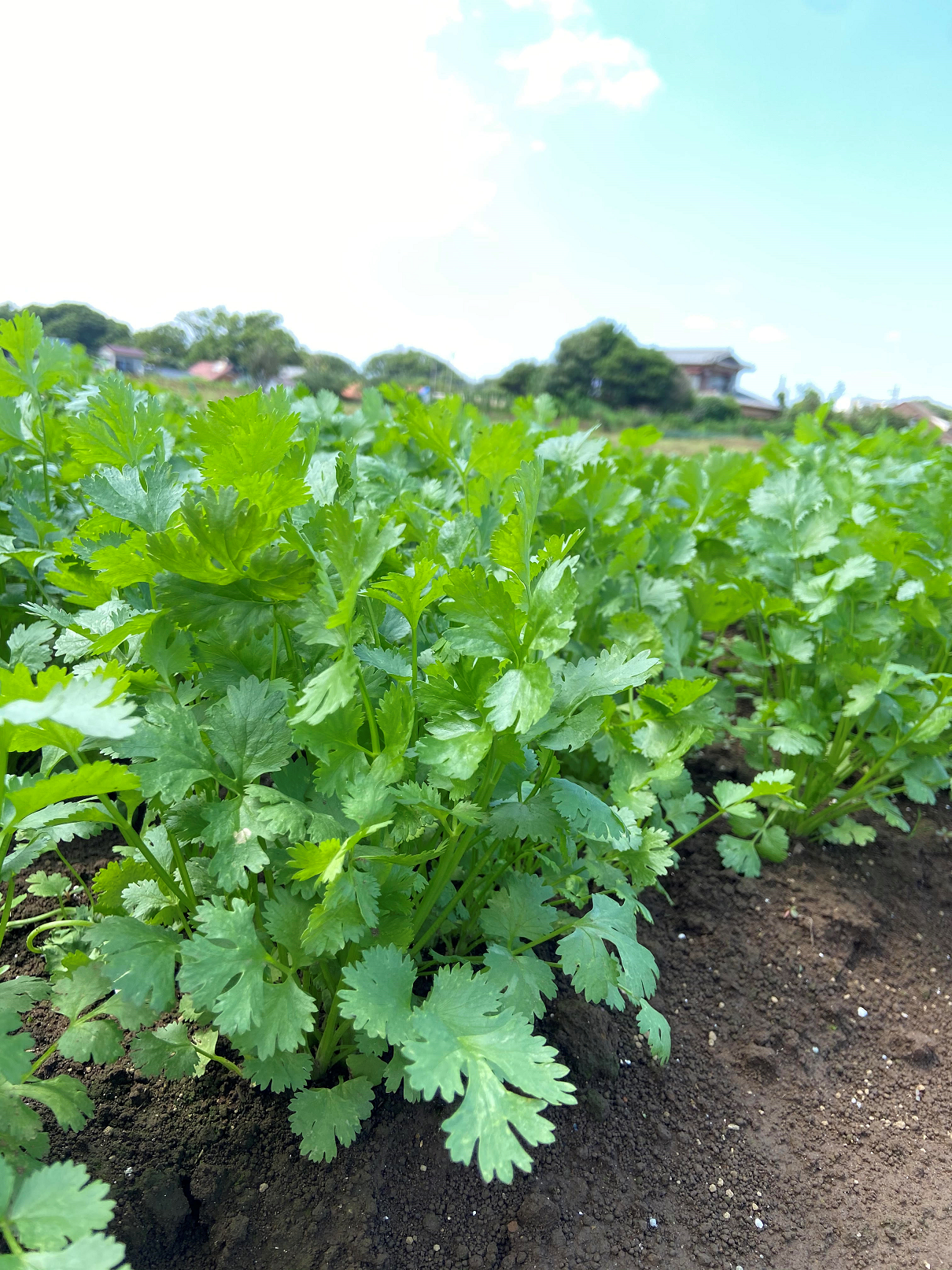 フレッシュパクチー