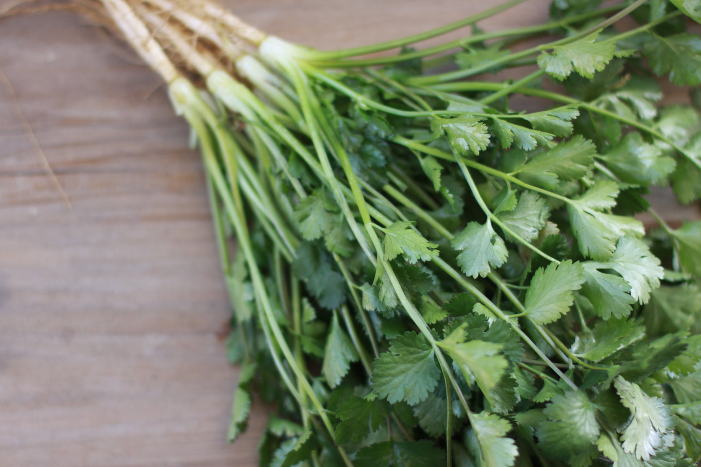 フレッシュパクチー