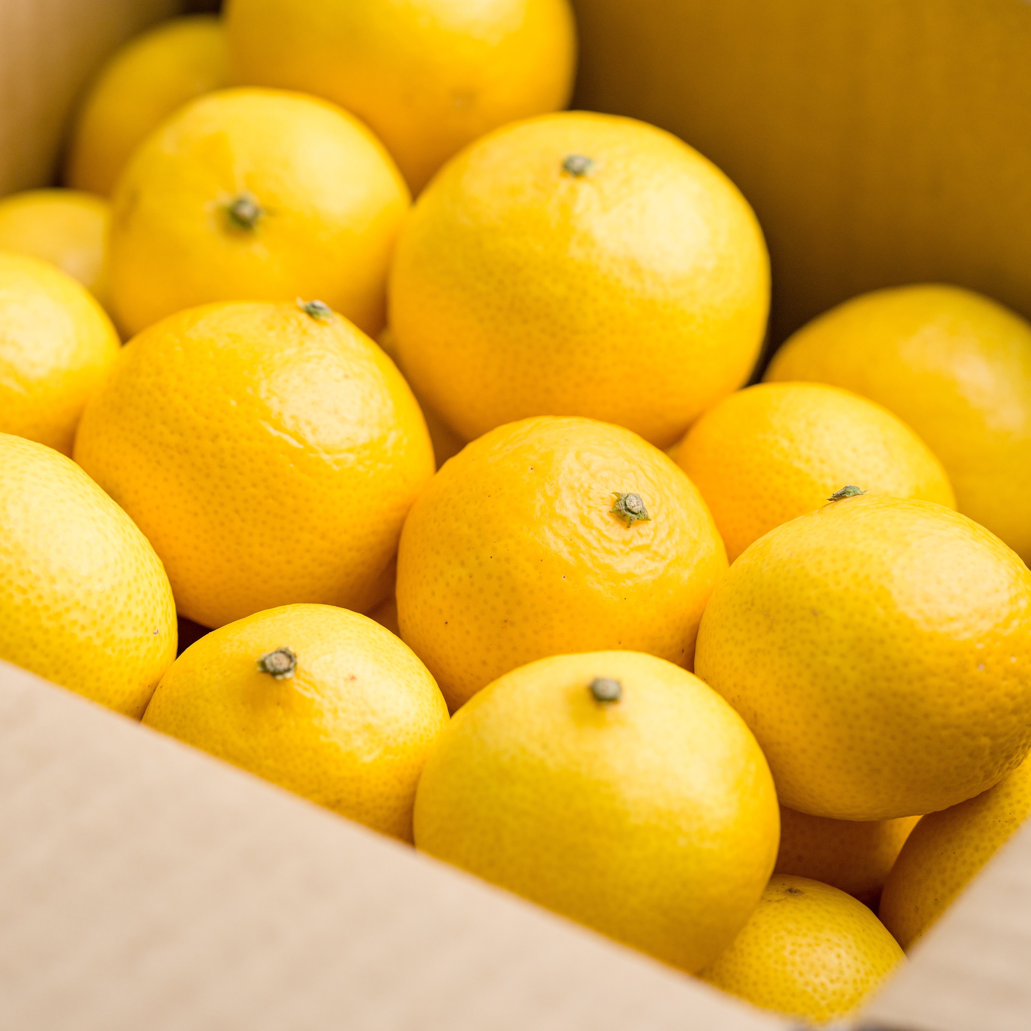 🍊 榎本農園 湘南ゴールド（神奈川県） – 相馬家の食卓